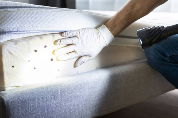 Best Wasp Removal Services  in Dewey, OK
