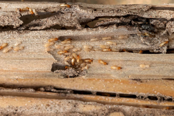 Best Commercial Pest Control Services  in Dewey, OK